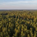 Matavimai rodo, kad miškų prieaugis Lietuvoje didėja