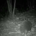 Indonezijos kalnuose pastebėtas seniai čia nesirodęs žinduolis