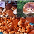 В Литве "пошли" грибы: урожай читательницы портала вызовет зависть у заядлых грибников
