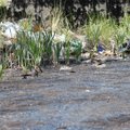 Ekologinė katastrofa: cisternų turinys išpiltas tiesiog laukuose