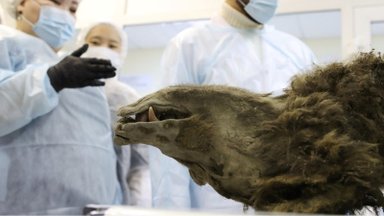 Mumifikuotą lokį Sibiro ledynuose radę Rusijos mokslininkai susimovė: teko pripažinti nemalonią tiesą