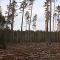 Privataus miško savininkas: tik naivuolis patikės, kad Lietuvos miškai bus iškirsti