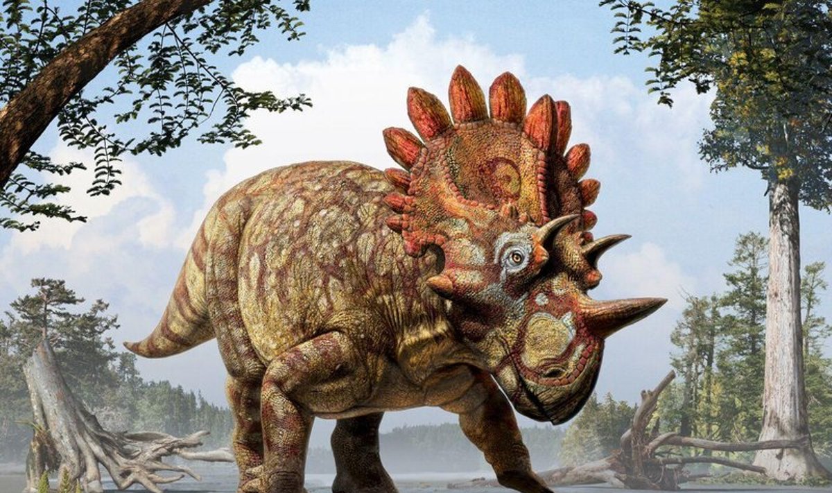 Regaliceratops peterhewsi (Karališkojo Tyrell muziejaus iliustr.)