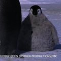 Filmuojantis robotas - pingvinas padės daugiau sužinoti apie kukliausius pasaulio gyvūnus