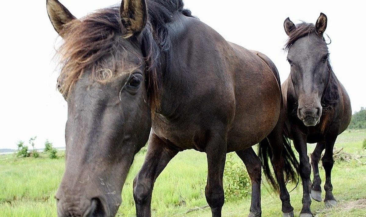 Arkliai vienas su kitu bendrauja, tačiau ne taip, kaip žmonės
