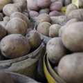 Gamta smogė bulvių augintojams, kainos kils