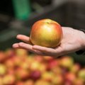 Kiek kainuoja obuoliai provincijos turguje