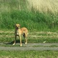 Bėdos dėl kaimynų šuns: teko perkalti tvorą