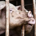 Bulgarijoje patvirtintas naujas afrikinio kiaulių maro protrūkis