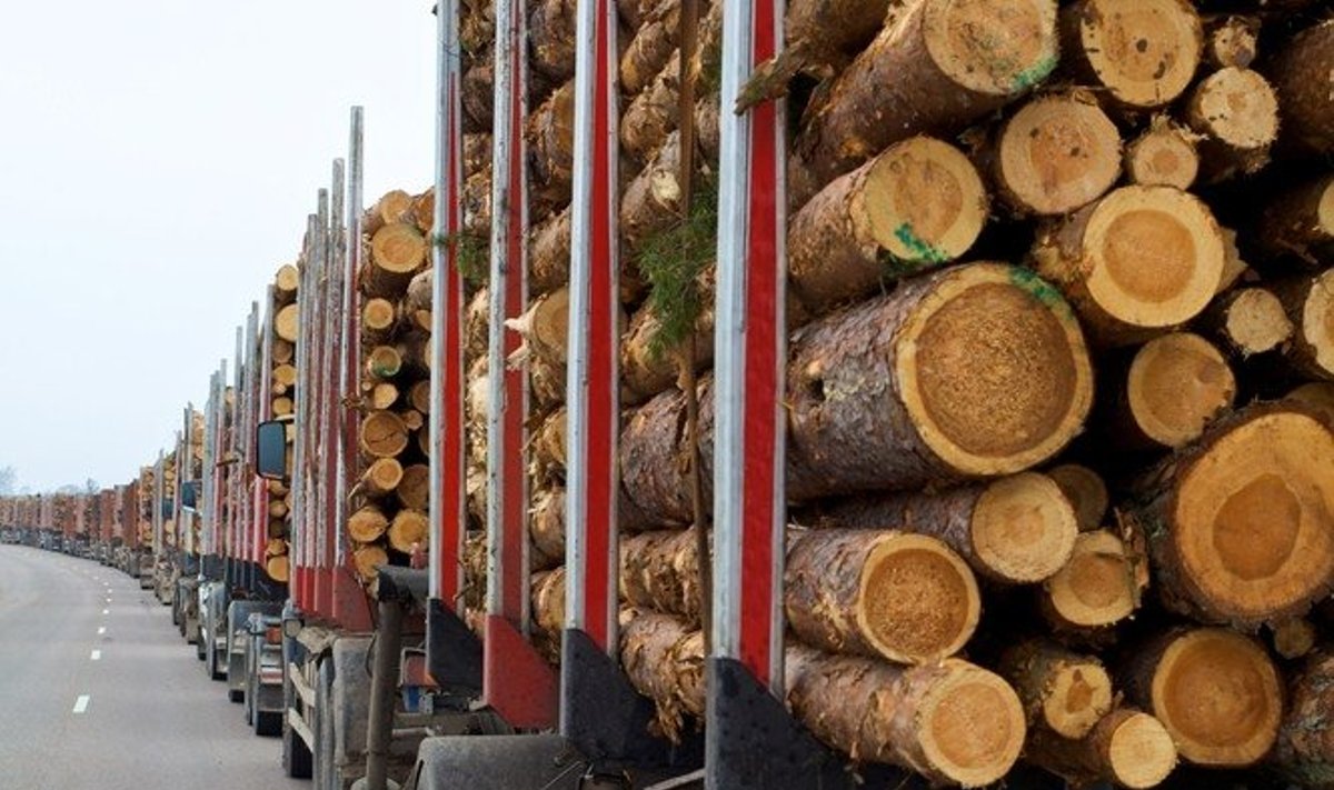 Nuo kitų metų valstybinė mediena bus parduodama elektroniniu būdu