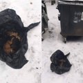 Neįtikėtinas žiaurumas Alytuje: šiukšlių konteineryje paliko sušalti 10 šuniukų