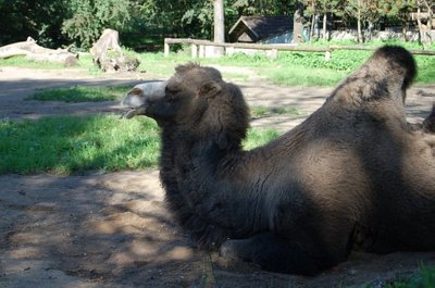 Kupranugarių Lietuvos zoologijos sode liko mažiau