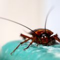 Smarkiai padaugėjo tarakonų: specialistai pataria, kaip jų atsikratyti