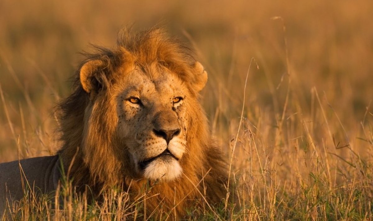 Liūtas Afrikoje 