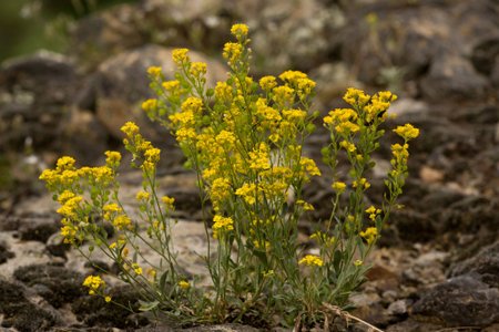 Alpinis laibenis, Alyssum murale