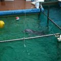 Vilniuje gyvūnų teisių aktyvistai prašys laisvės delfinams