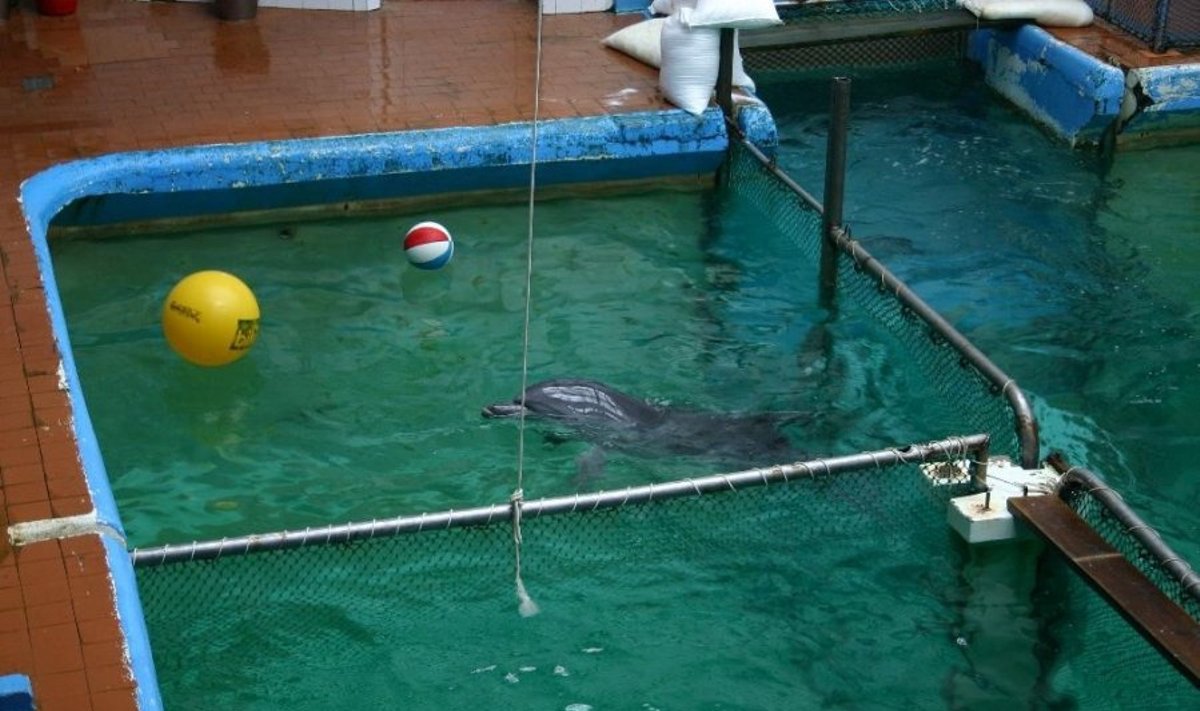 Delfinų laikymo vieta Klaipėdos delfinariume
