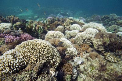 Piečiausias pasaulyje koralų rifas Lordo Howe salos lagūnoje