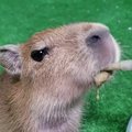 Motinos atstumta kapibaros jauniklė naujus namus rado Kalio zoologijos sode