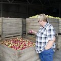 Lietuviški obuoliai kaina su lenkiškais konkuruoti negali