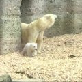 Pirmasis baltojo lokio jauniklės pasirodymas zoologijos sodo lankytojams