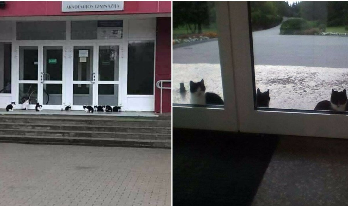 Spalio mėnesį daryta kačių, gyvenančių prie Akademijos gimnazijos, fotografija. 
