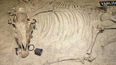 Žirgo kapas (Kernavės archeologinės vietovės muziejaus nuotr.)