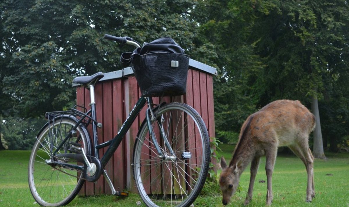 Danijos dviračių kultūra / Hendrik Kuusk nuotr.