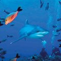 Ryklių fotomedžioklė vandenynuose