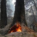 Kalifornijos gaisrai kelia pavojų didžiausiems pasaulio medžiams