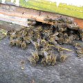 Gydytoja: bičių nuodais galima gydyti labai daug ligų