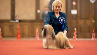 Savaitgalį įvyko Lietuvos šunų čempionų čempionatas: čia susirinko tikri gražuoliai