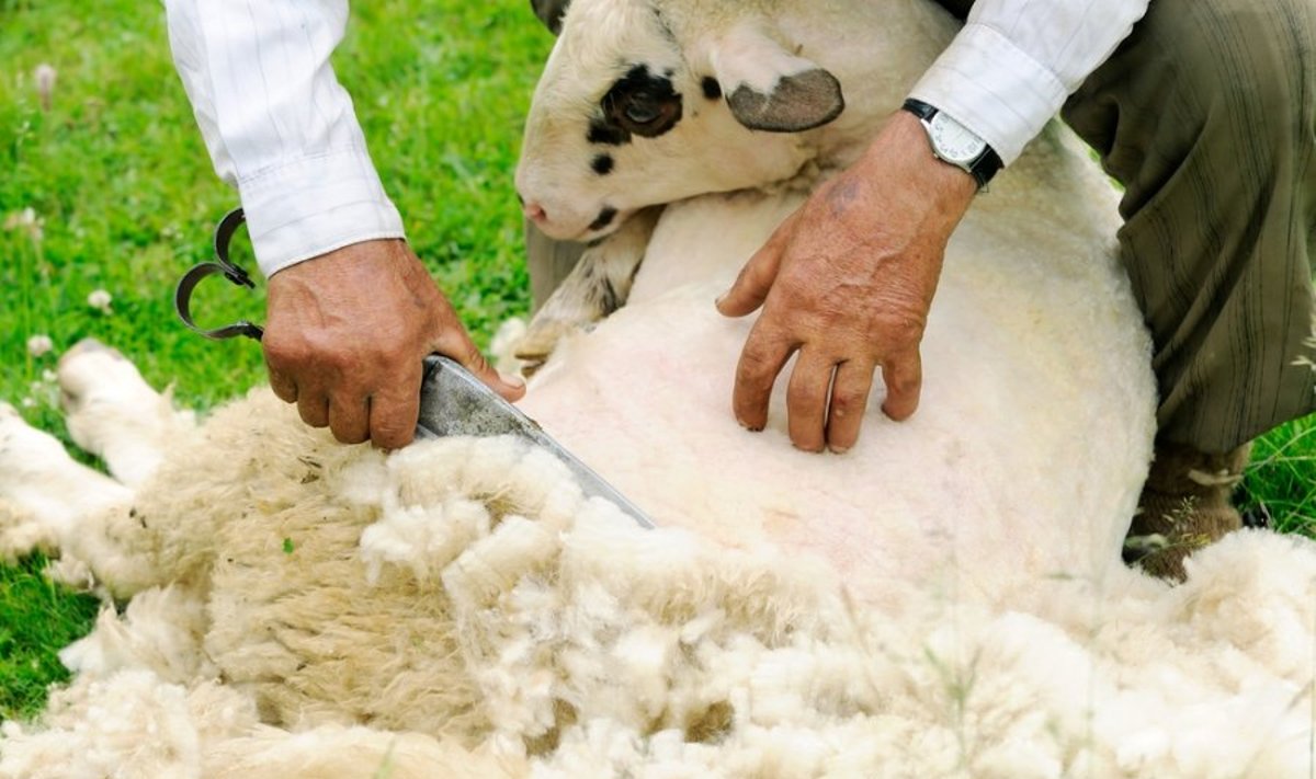 Naujojoje Zelandijoje gyvena 40 mln. avių