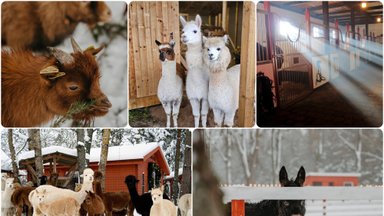 Gyvūnų ūkiai lankytojų laukia ir žiemą: ne visos vietos bus girdėtos, kai kurios paruošusios staigmenų