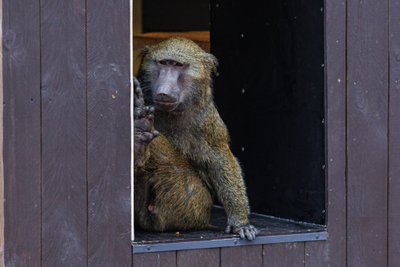 Kauno zoologijos sodas R. Tenio nuotr.