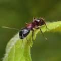 Patarimai, kaip kovoti su skruzdėlėmis sode