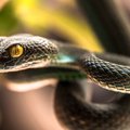 Gyvatės dieta: naujausia mada, kurios jokiu būdu nepatariama vaikytis
