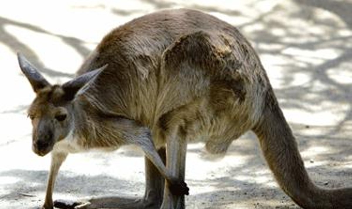 Kengūra Sidnėjaus Taronga zoologijos sode. Australai nusprendė šerti kengūras kontraceptinėmis tabletėmis, nes jų dauginimasis tapo itin spartus ir kelia problemų.