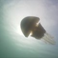 Narai prie Jungtinės Karalystės pakrantės užfiksavo milžinišką medūzą