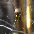 Vorai-zombiai voratinklius rezga apsvaiginti haliucinogenų