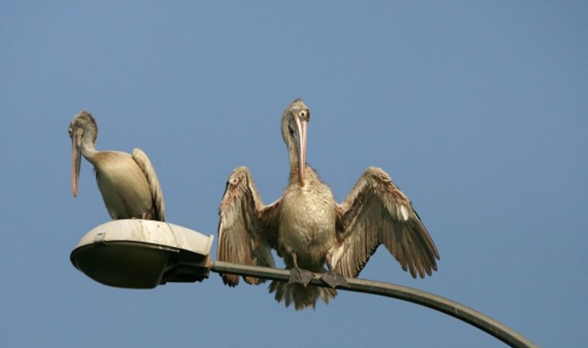 Šri Lankos mieste Kolombe ant gatvės žibintų galima išvysti ir pelikanų.