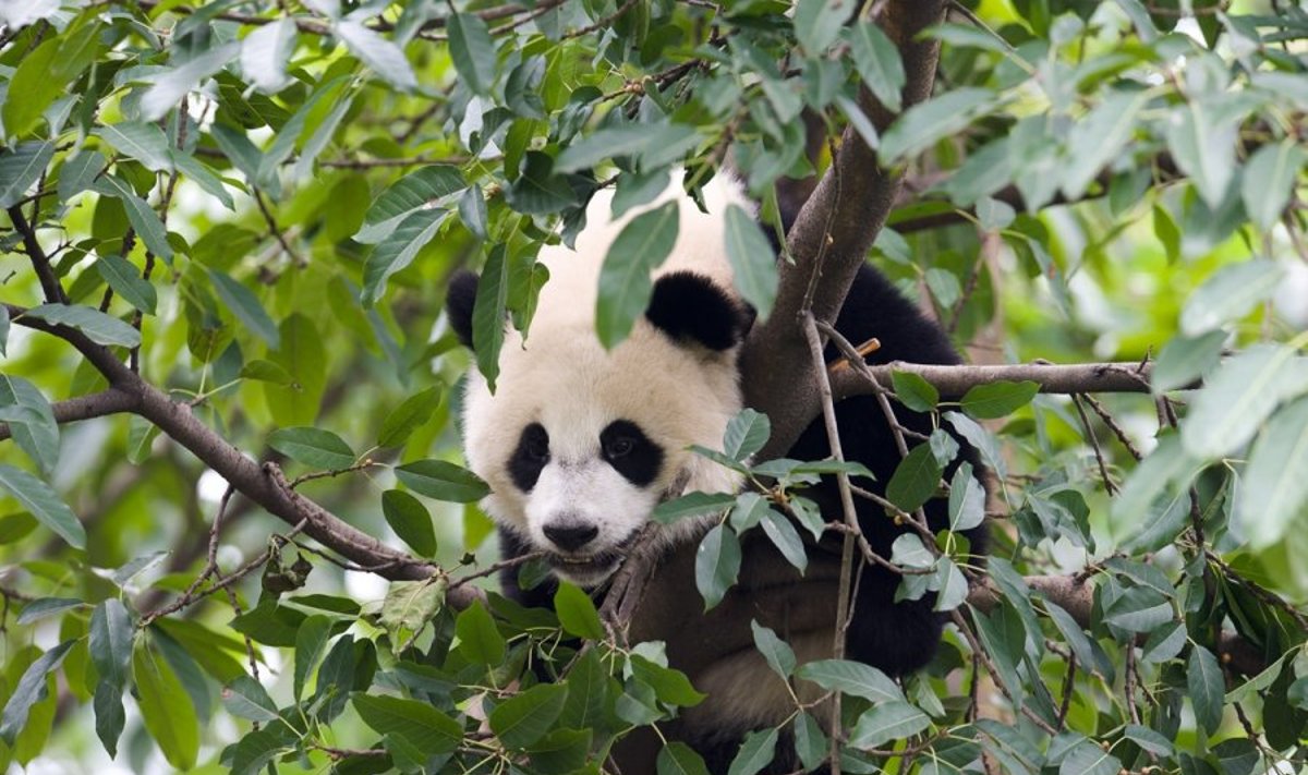 Didžioji panda