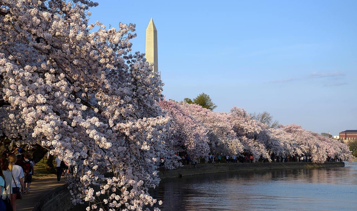 Cherry Blossoms at Tidal Bassin with the Washington Monument   Photo Ludo Segers