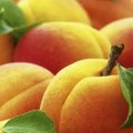 „Delfi agro“. Amšiejus paaiškina, kaip sodinti ir prižiūrėti persikus bei abrikosus, kad jie išgyventų Lietuvoje