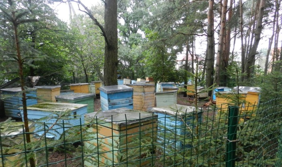 J. Šantaras kieme laiko 200 "šeimelių" bičių