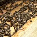 Diena su bitininkais: troleibusas vietoje avilio ir bičių SPA procedūra