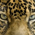 Mokslininkai bando išsaugoti didžiausią Pietų Amerikos katę