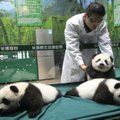 Kinijoje paminėtas „stebuklingų“ pandų trynukų 100-tadienis