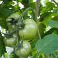 „Mano geriausias konservavimo receptas“: žali konservuoti pomidorai
