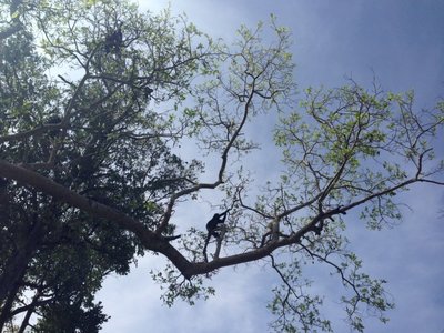 Beždžionės medyje